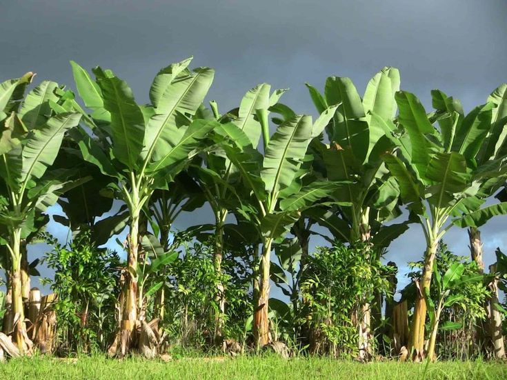 banana leaves tree plantation - Jonggol Indonesia