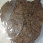 premium catappa leaves indonesia