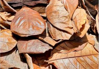 dried catappa leaves