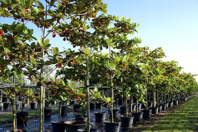 terminalia catappa trees indonesia